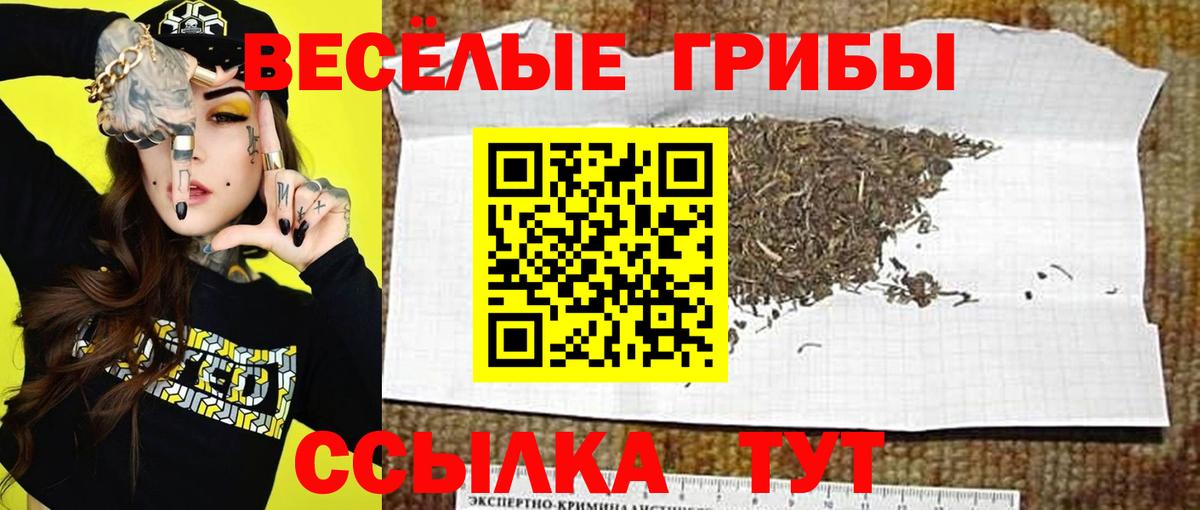 Псилоцибиновые грибы Psilocybe  Вход с VPN  Саратов 
